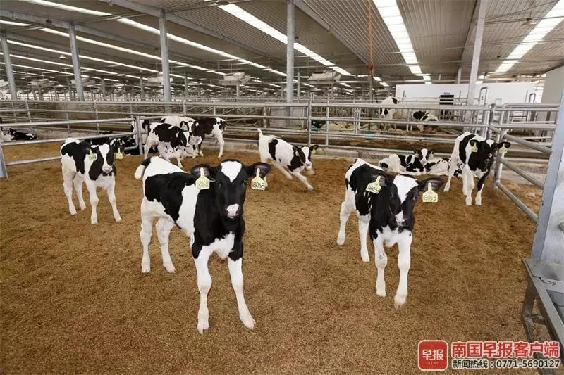 1548138484152074.jpg 66.jpg